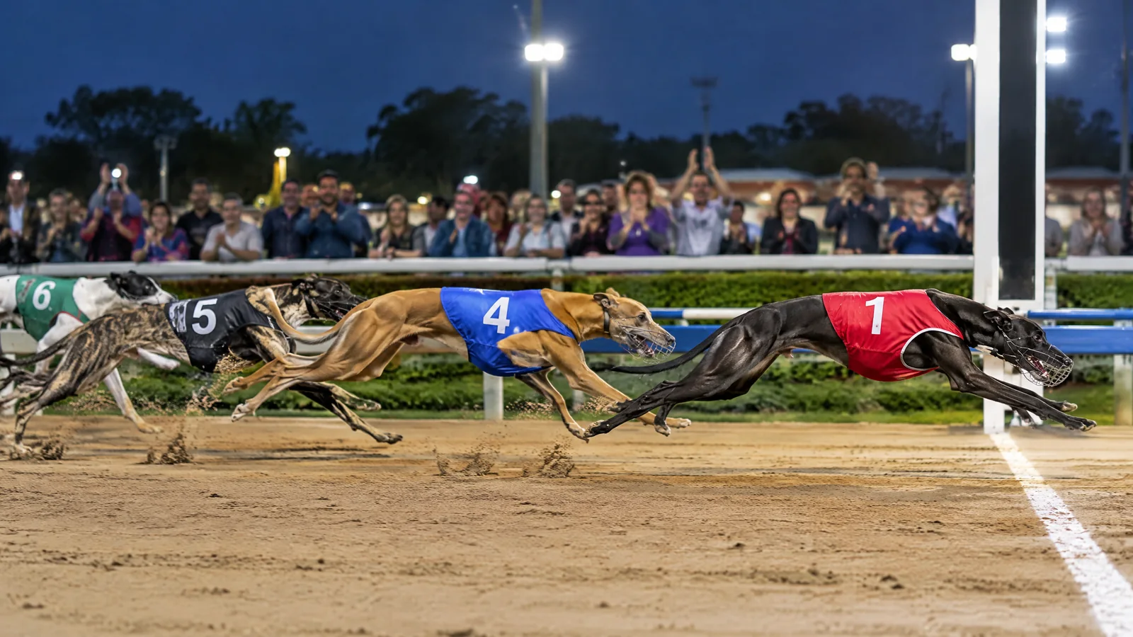 Live Greyhound Racing Betting Experience visual