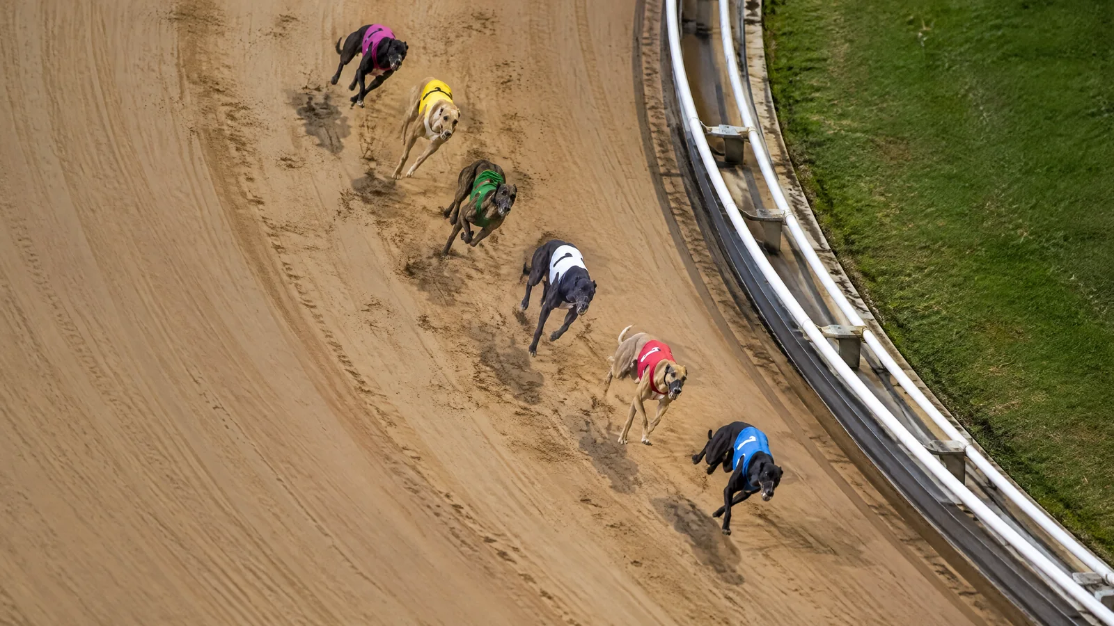 Greyhound Betting featured image